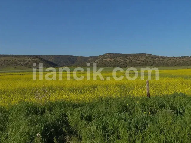 Dipkarpaz'da Satılık 11726 m² Konut İmarlı Arsa