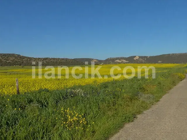 Dipkarpaz'da Satılık 11726 m² Konut İmarlı Arsa - 4