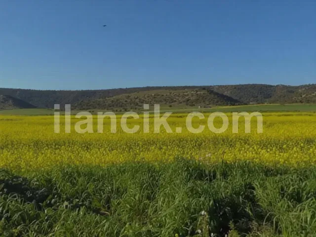 Dipkarpaz'da Satılık 11726 m² Konut İmarlı Arsa - 8