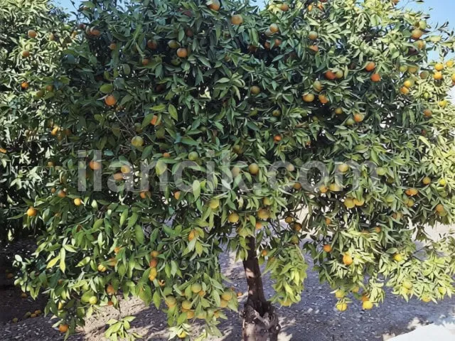 Alsancak'ta Satılık 3 Yatak Odalı Taş Ev - 665 m² Arsa - 6