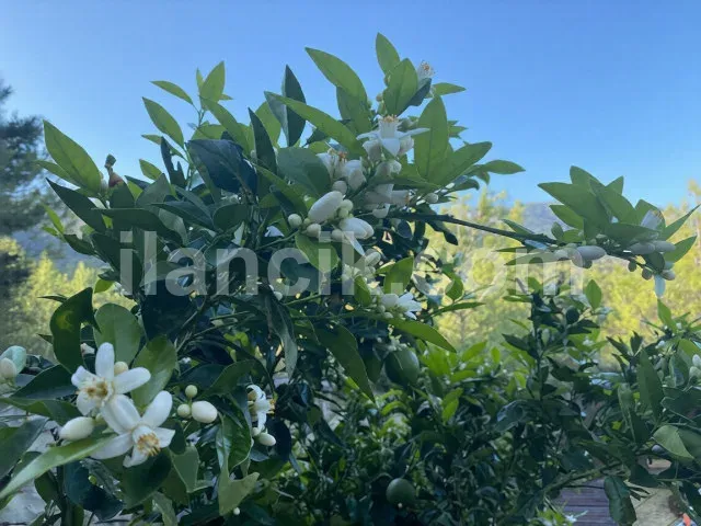 Satılık 2442 m² Konut İmarlı Arsa - Alsancak, Girne - 2