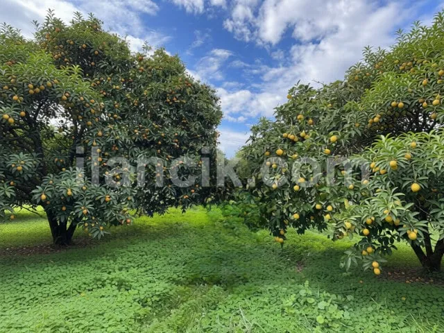 Satılık 2442 m² Konut İmarlı Arsa - Alsancak, Girne - 4
