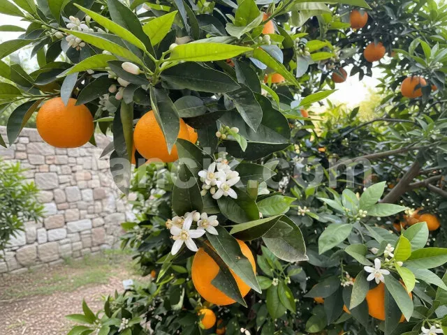 Satılık 2442 m² Konut İmarlı Arsa - Alsancak, Girne - 6