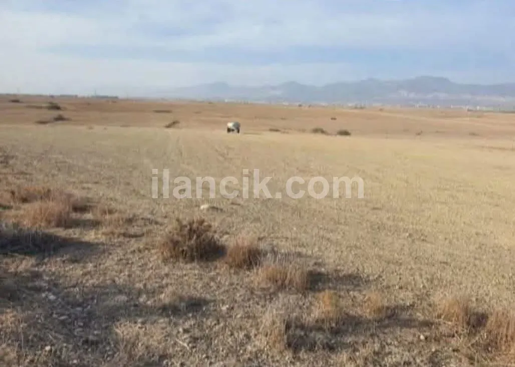 Lefkoşa büyük kaymaklı bölgesinde uygun fiyatlı 13.5 dönümsatılık tarla